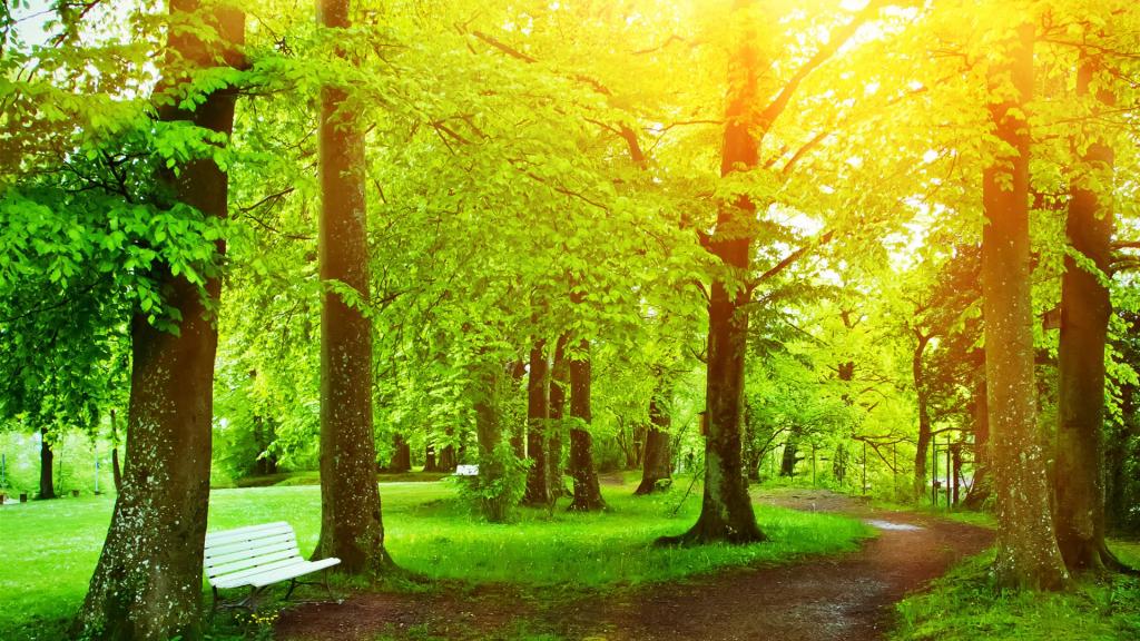 Wald mit lichtdurchfluteten Bäumen